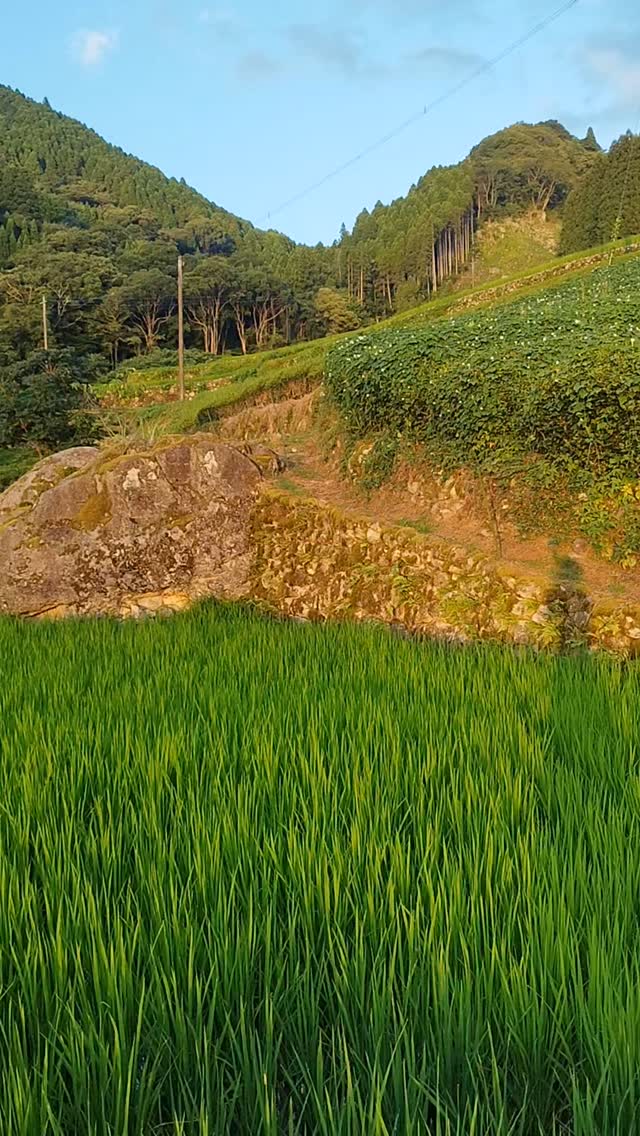Rice fields and terraces glowing in the sunset.
A quiet moment when the land breathes in light.
夕焼けに染まる田んぼと棚田。
大地がそっと光を吸い込むような、静かな時間。
#sunsetoverfield
#田んぼに沈む夕陽
#terracebeautysalon
#棚田の美しさ
#goldencountryside
#黄金色の田んぼ
#eveninginjapan
#日本の夕暮れ