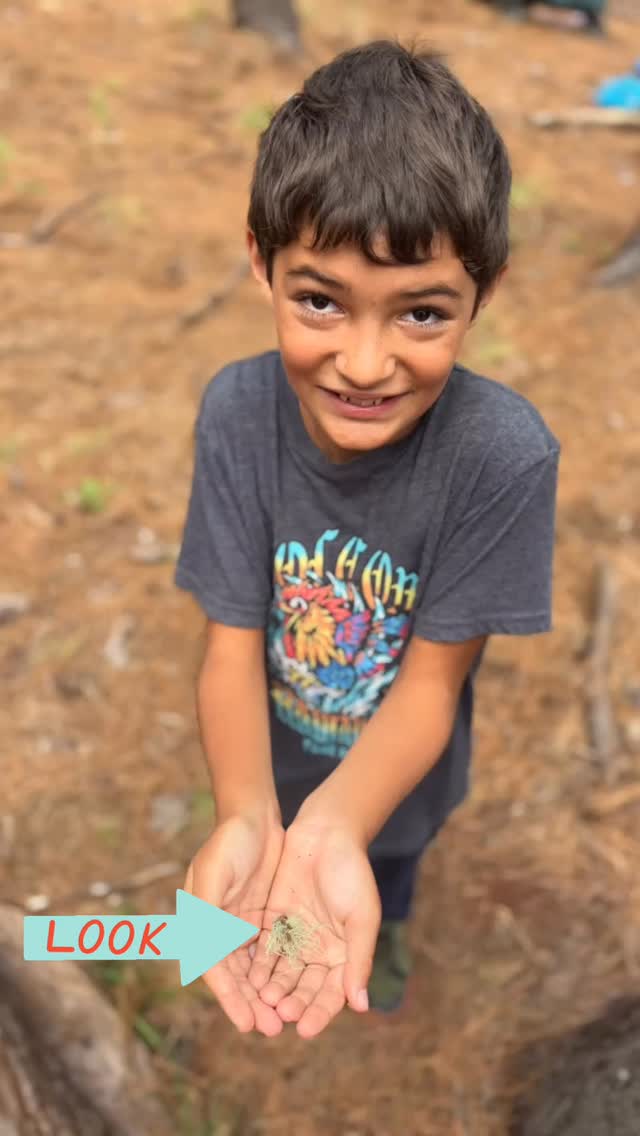 Why not teach our keiki the healing properties of the plants that surround us?
Knowledge makes us rich!!
At Pono Outdoor Program, our mission is to unify humanity with nature — and one of the best ways to start is by foraging for usnea, so we have medicine all year long.
I personally harvest and prepare usnea every year. It’s been a trusted remedy for me, my keiki, and our students — helping with cuts, infections, sicknesses, sore throats, and even toothaches. When you’re learning in the wild, you always need a backup plan, and our forests provide an abundance of original medicine that heals without chemicals (…besides the alcohol that draws out the medicine 😉).
Our usnea tincture is made by carefully cleaning the lichen, chopping it into small pieces, and soaking it in high-proof alcohol to extract the powerful usnic acid and other beneficial compounds. This process draws out its antibacterial, antifungal, and immune-supporting properties.
In 8 weeks, we’ll boil the mixture gently to burn off the alcohol, leaving behind a potent herbal concentrate safe for all ages. This tincture will be used by our class and families — keeping our keiki healthy in mind, body, and spirit.
Nature provides everything we need. All we have to do is listen, learn, and care for it in return. 🌱
🌐 ponooutdoorprogram.org
#ponooutdoorprogram #herbalmedicine #naturebasedlearning #usnea #hawaiianvalues #learningoutside #forestmedicine #mauikeiki