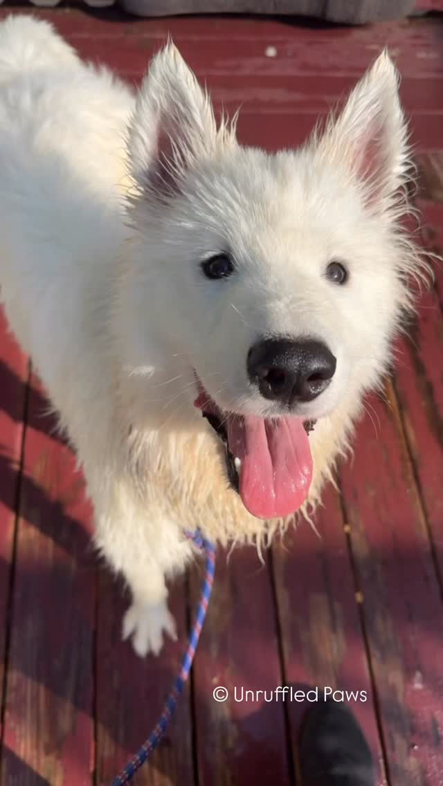 Kiara was an ✨absolute angel✨ for her bath today, so of course she got paid in the best currency — treats! 🛁🐾 We love seeing pups learn that grooming time doesn’t have to be scary… especially when it ends with snacks. Good girl, Kiara! 💕
#BathTimeBribery #GoodDogVibes #UnruffledPaws #CleanAndCute #DogTrainingJourney #RewardTheGood