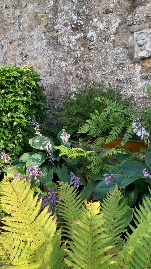 Checking the apples. If you wander past the Fernery, you end up in the Old Orchard, home to our oldest apple trees. While some need a little support these days, they all still fruit very abundantly.
#gardenblog #garden #thescottishcountrygarden #scottishcountrygarden #gardenbloguk #scottishgardenblog #headgardenersblog #countrygardenblog
#gardenblogger #summergarden#scottishgarden #scottishgardener #gardenjournal #scottishgardenjournal #gardendiary #gardenersdiary #oldgarden #walledgarden #oldfashionedgarden #walledgardenblog #gardeninscotland #thegardeninaugust #augustgarden
#gardenwriter #ukgarden #gardensofScotland #gardensofgreatbritain