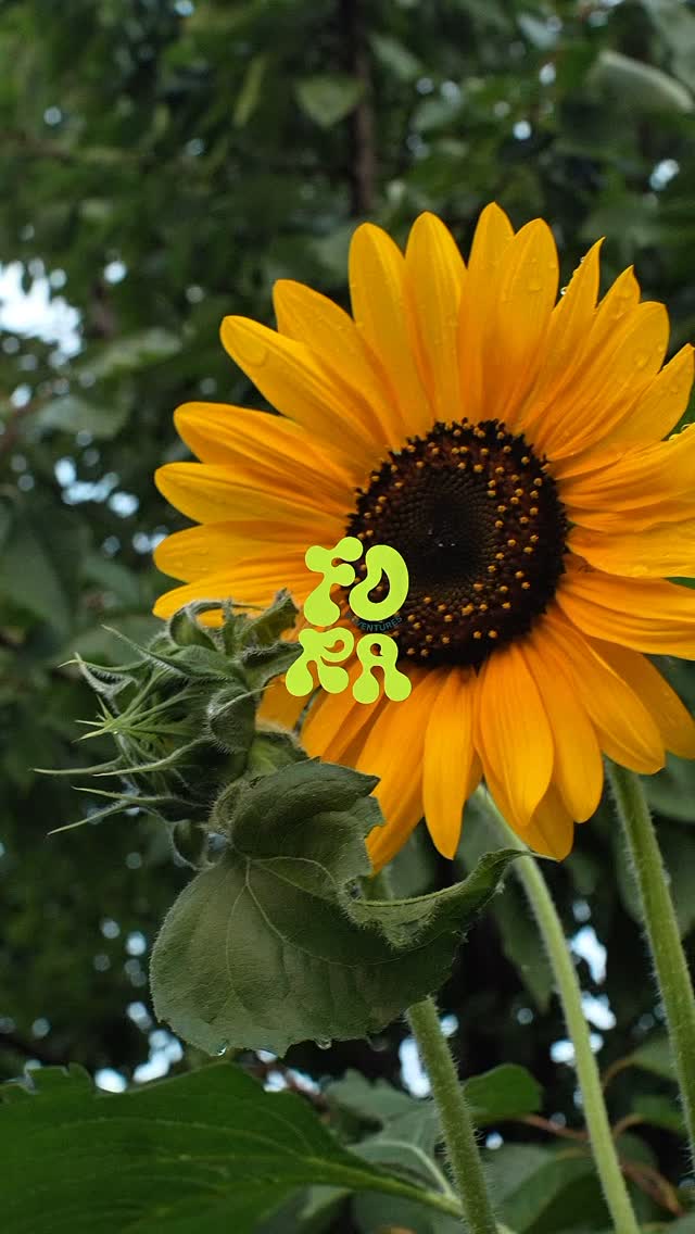 Galette od Istarske skute i domacih pomidora + tiramisu 😋
Ovaj petak 8.8 u 19:30 / marlera
FULL MOON GASTRO YOGA
Guided by @melanihrastic
Chef @sara_vizintin
Camera @lorina_duic
Link u bio za bukiranje svog mjesta! ( broj mjesta je ogranicen)