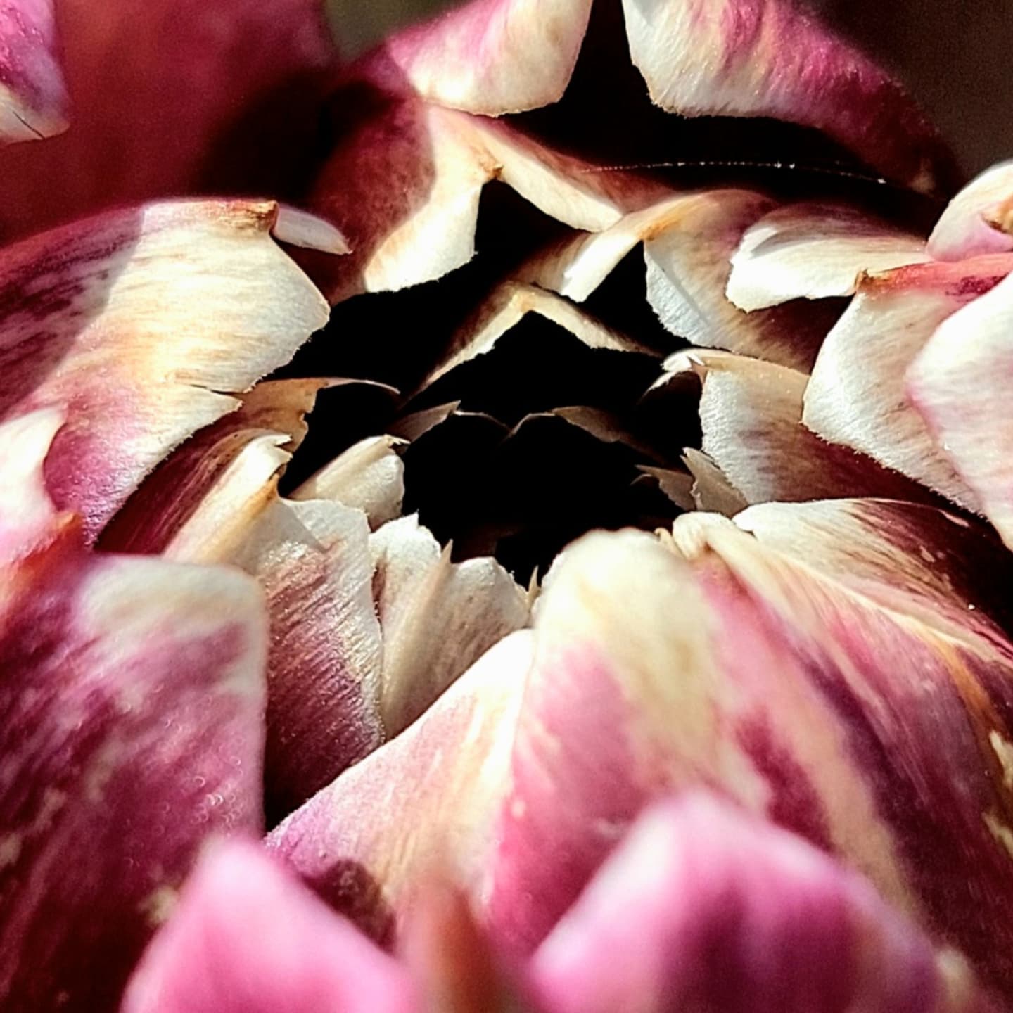 Ganz anders... groß, fester, mehr....
Hast dus erkannt?
Es ist eine Artischocke.
Mit welch einer Präzision die Natur Formen, Symmetrien... ästhetisch schöne Formen schafft.
Immer wieder anders.
Ich liebe es🤌🏻
#naturformen #verenas_pflanzentanz #pflanzentanzen #pflanzenbegegnungen nung #artischokenblüte #artischocken #blütenschönheit #naturstrukturen #naturimgarten #naturführungen #naturstrukturen #naturstruktur #natürlicheschönheit