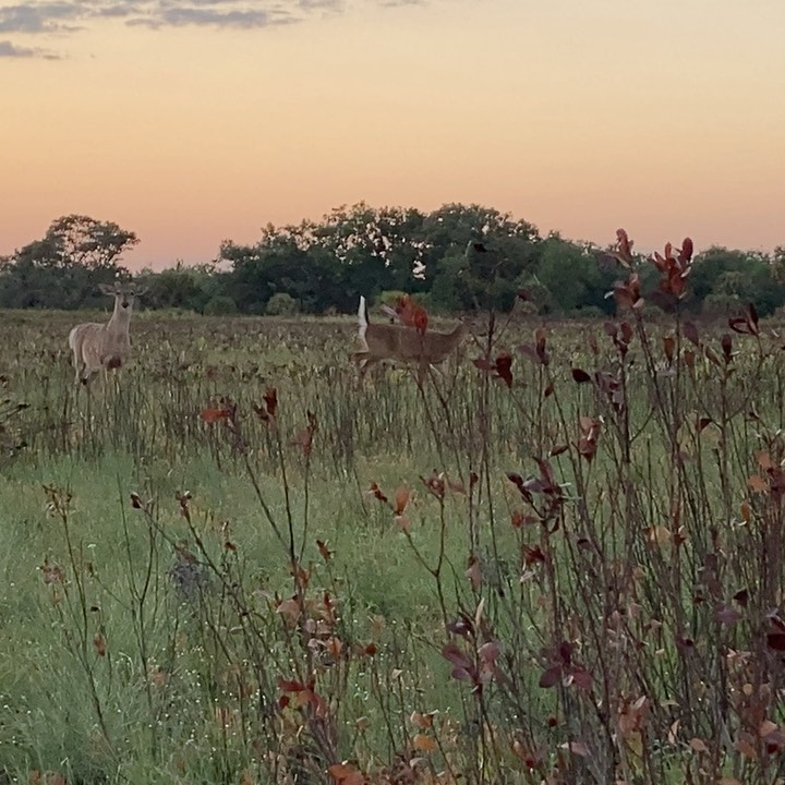 As the sun goes down, a herd of deer emerge from hiding to feed on fresh green shoots in a burned prairie. The herd approach filmmaker Jennifer Brown who was waiting for them in camouflage. After some snorts and hoof stomping at the obvious human, the herd resumed their peaceful foraging in Kissimmee Prairie.