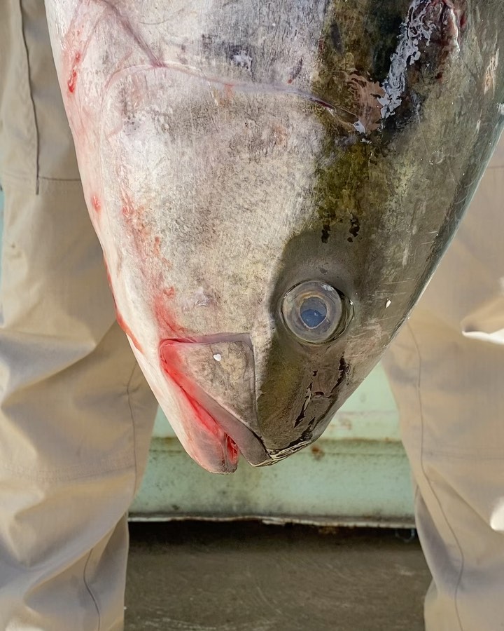 Nicknamed the Bandit. This specimen was at the top of his game. Available all week at SK. #fishing #xmas