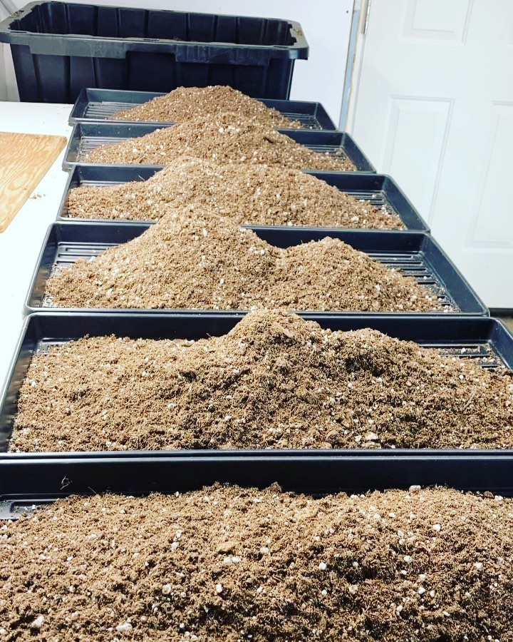 All hands on deck… literally.
Being ambidextrous sure comes in handy on those busy days. Happy hump day!
🌱
🌱
🌱
🌱
#microgreens #microgreensnanaimo
#eatfresh #eatorganic #organic #nongmo
#bcfresh #eatlocallygrown #supportlocal #nanaimorestaurants #microfarm #minigreens