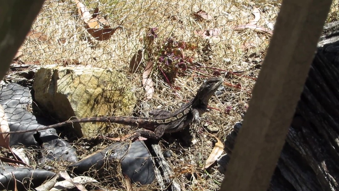 "This Tree Dragon, or Jacky Lizard, gave me an arm-wave when I disturbed it in our transpiration bed.
I've seen this behaviour with the Ta-ta Lizard, or Gilbert's Dragon, up in the Top End, but never before with our local species."
vid: fp
#roundthebendconservationcooperative
#jackylizard