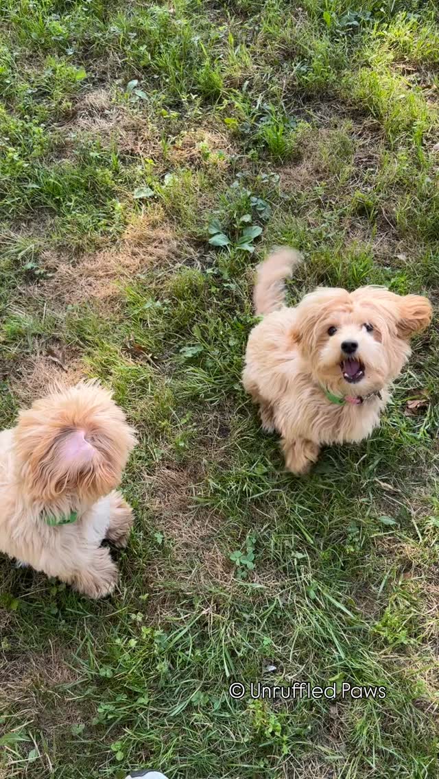 Abbi & Lacy are here working on their tandem focus game… with a little side of sass. 😅 These sisters have two big hurdles:
1️⃣ Demand barking (you’ll see it happen 👀)
2️⃣ Separation anxiety when apart — but total distraction when together.
One of our favorite quick wins for rewarding patience, proximity, and focus? Scatter feeding! 🌱 It’s simple, fun, and keeps their brains and noses busy. The only problem? They love the reward… but aren’t exactly sold on the calm behavior required to earn it. 😂 Baby steps, girls, baby steps.
#UnruffledPaws #BoardAndTrain #DogTrainingTips #DemandBarking #SeparationAnxiety #ScatterFeeding #FocusWork #TrainingGoals #DogTrainerLife #BalancedTraining #SmallDogTraining #SistersButDifferent #PuppyPersonality