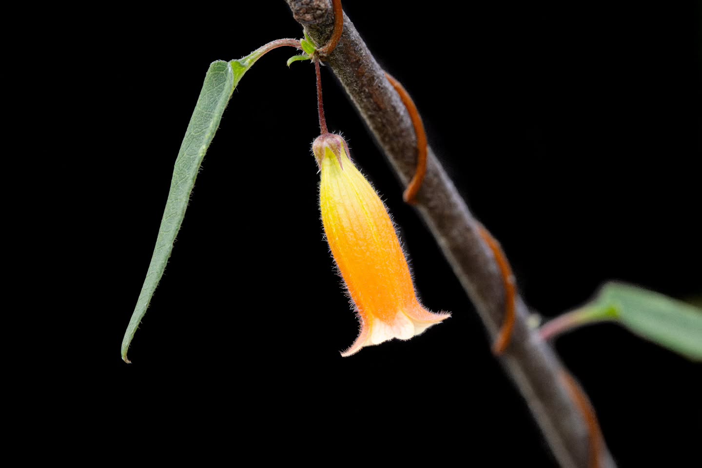 📸 2nd Place Flora & Fungi Category: @samcorrellphotography at Ravine des Casoars (2025)