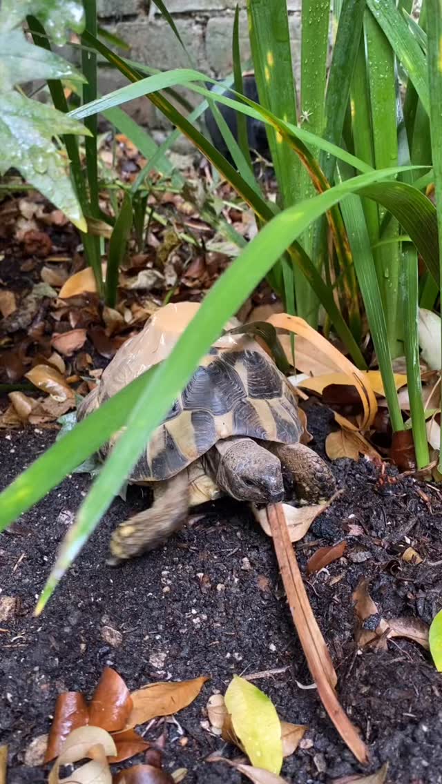 Every gardener needs a tortoise for company!! #tortoiselife #merlinlawncare #winchesterbusiness #lawncare #horticulture