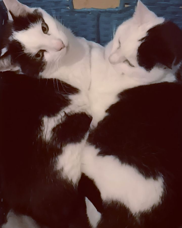 It's the weather to find a bed and get comfy. These two are never far from each other and are often squashed into bed. Fortunately they are related so their bond is a long lived one. I have another 2 cats and a dog who through a lot of time and effort get along.
This isn't the same story for many cats living in multicat households. Some struggle, some need more space and resources and some just aren't a good match.
Do your cats get along? Share pics below.
Or get in touch if they arent living in such a relaxed state to see if a consult would help.
#catbehaviourist #catbehaviour #clinicalanimalbehaviourist #feline #cats #catsofinstagram #felinebehaviourist #catslife #catbehaviouristlife