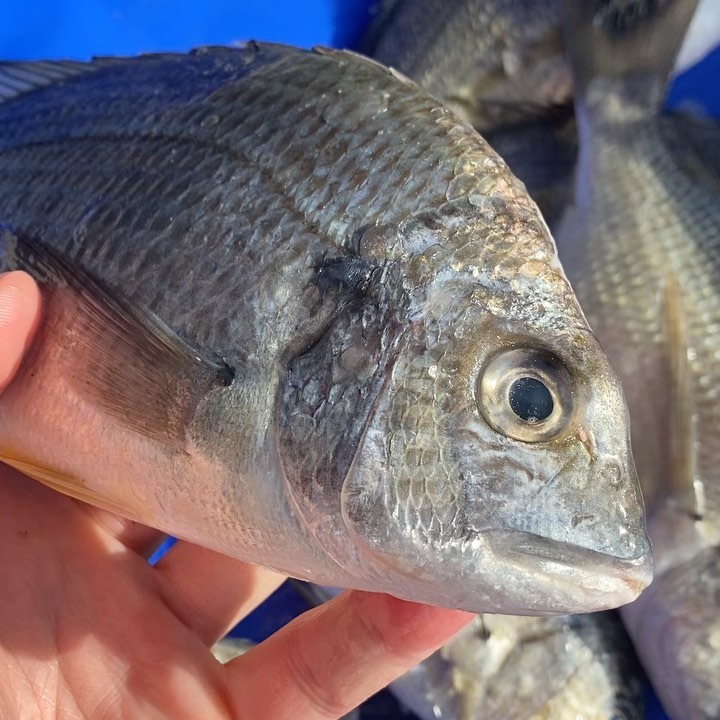 Yellowfin Bream out of Eden. NSW. Delivering straight to your favourite restaurants. #fresh #summer