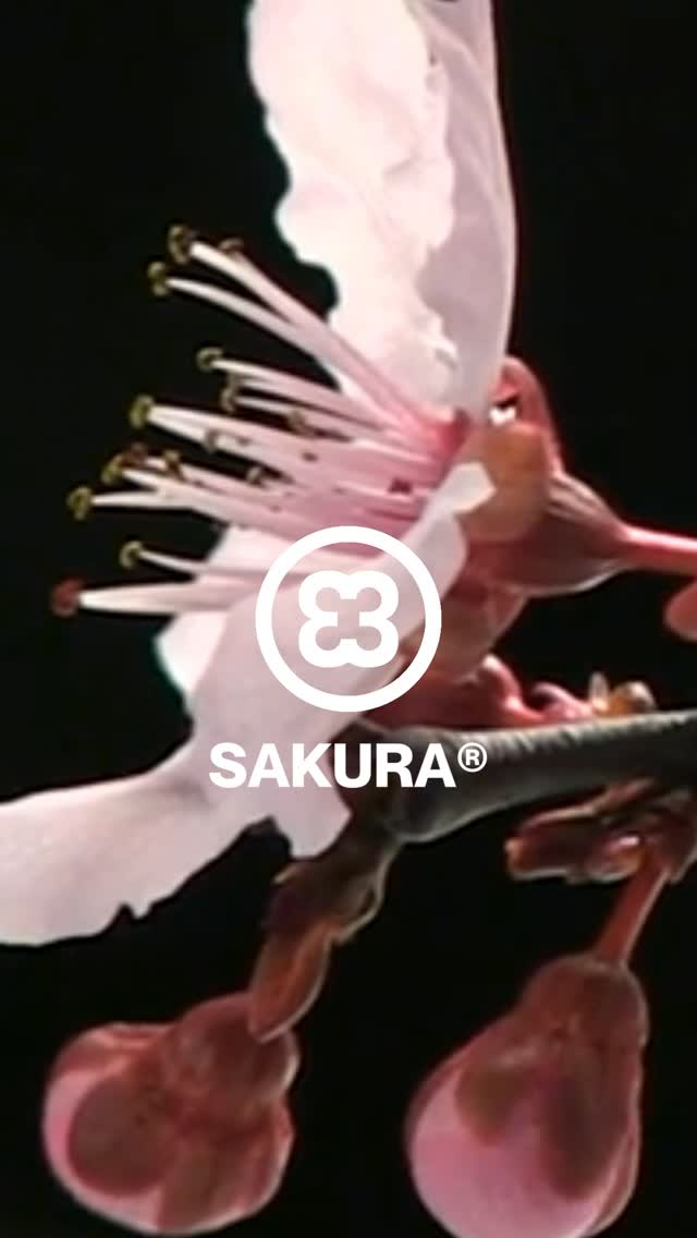 SAKURA®
Doux comme le printemps. Aussi vif que la mémoire.
C'est notre presse la plus délicate - une nuance entre le fard à joues et la floraison.
Un moment fugace que vous pouvez retenir.
Maintenant sur vinylacy.com
#PressedByVinylacy