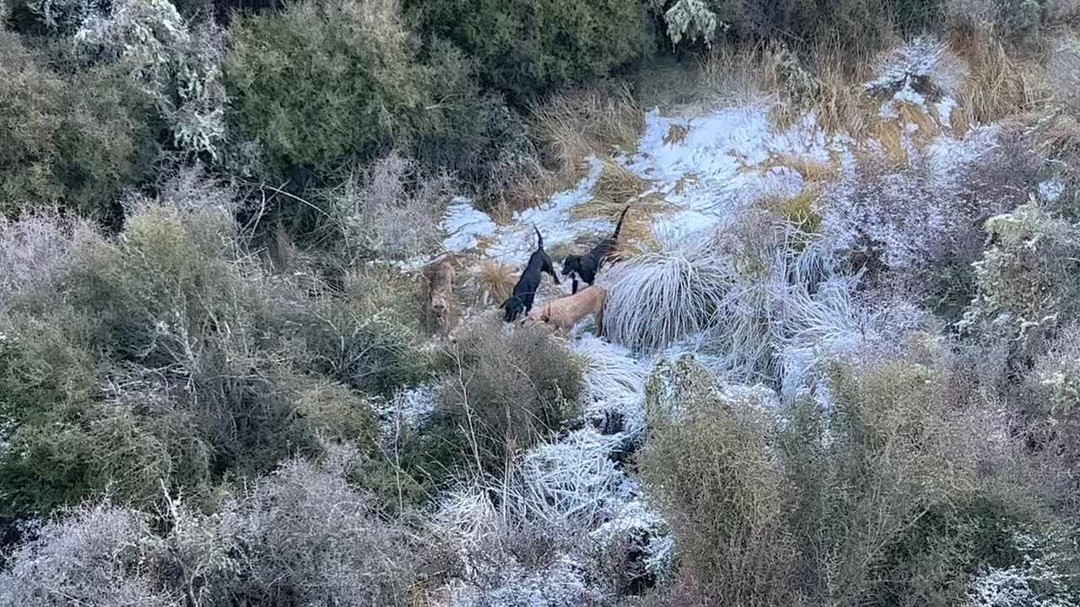 Dogs enjoying being back out
#pighuntingwithdogs #huntingnz