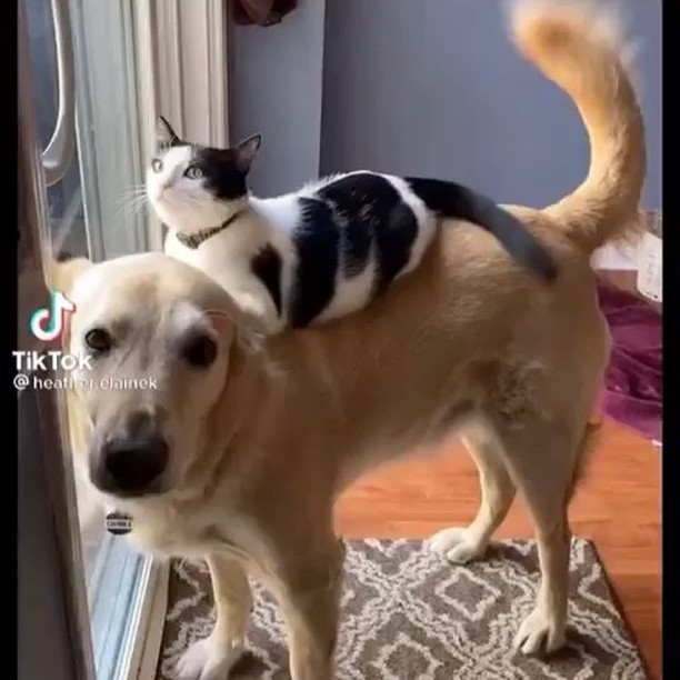 Happy Monday!! 😂 Came across this, and to be honest, I want to be as cool as that cat 😎 AND as patient as that dog 😇
————————————
Posted @withregram • @catsplug Aww my heart!!🥰🥺
Follow @catsplug for more 🔥
Follow @catsplug for more 🔥
•
😻Double Tap❤️
•
Tag a #catlover 💗
•
For Cute Daily Posts
Turn Notifications ON! 🛎💛
•
Don’t forget to Follow Us @catsplug to be Featured 🥰
•
🎥 @heather.elainek
•
•
•
•
•
•