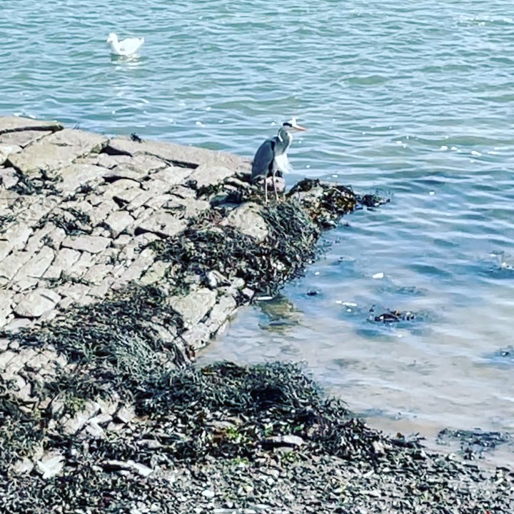 And the #heron takes it all in - feathers flapping away 😂 #reflections