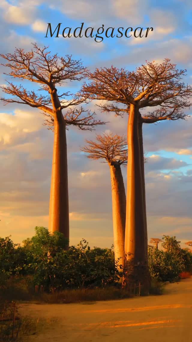 𝐓𝐮 𝐜𝐡𝐞𝐫𝐜𝐡𝐞𝐬 𝐮𝐧𝐞 𝐝𝐞𝐬𝐭𝐢𝐧𝐚𝐭𝐢𝐨𝐧 𝐮𝐧𝐢𝐪𝐮𝐞, 𝐩𝐥𝐞𝐢𝐧𝐞 𝐝𝐞 𝐜𝐨𝐧𝐭𝐫𝐚𝐬𝐭𝐞𝐬 𝐞𝐭 𝐝𝐞 𝐧𝐚𝐭𝐮𝐫𝐞 𝐬𝐚𝐮𝐯𝐚𝐠𝐞 ?
Madagascar t’offre une diversité de paysages tout simplement incroyable.
Des plages paradisiaques de Nosy Be aux forêts tropicales peuplées de lémuriens, des tsingy spectaculaires (ces formations rocheuses uniques) aux rizières en terrasses des Hautes Terres, sans oublier les baobabs géants qui semblent surgir d’un autre monde… chaque jour est une nouvelle aventure.
C’est une île où la nature est reine, où les traditions sont bien vivantes, et où l’on prend le temps de vivre.
On te crée un voyage sur mesure, entre exploration, détente et rencontres inoubliables.
#Madagascar #VoyageSurMesure #NatureSauvage #PaysagesInoubliables #Tsingy #NosyBe #Lémuriens #Baobabs #romontregion #AgenceDeVoyageRomont #VoyagerAutrement