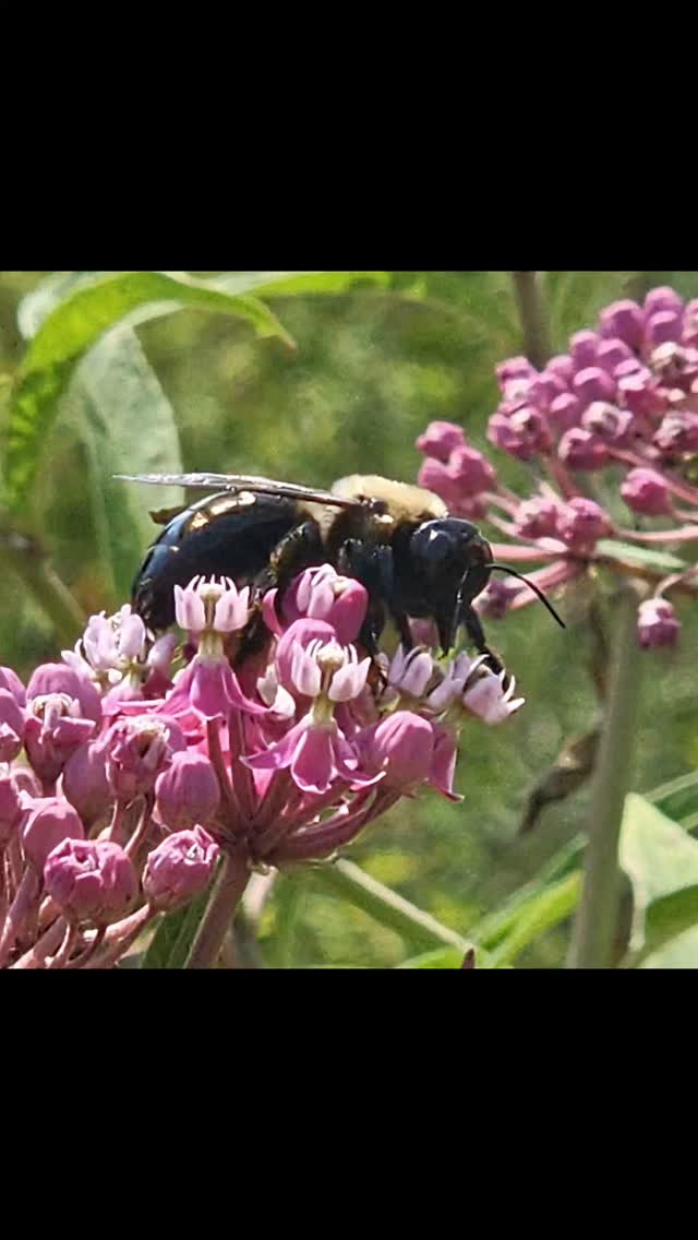 Bees and wasps in a garden are really interesting to watch.
#kathy_woods_booth_photography #michiganphotographer #peaceful #reels #beautiful #beerlover #beesofinstagram #gardening #gardeninglife #insects #insectphotography #gardeningtherapy