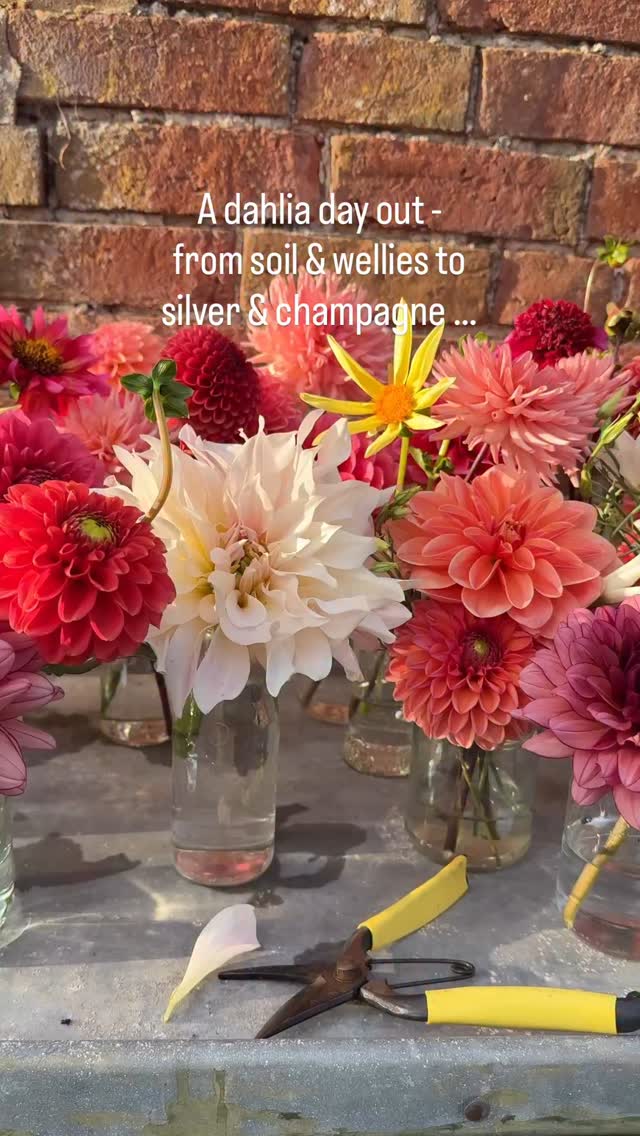 Which would you choose first: tea or champagne? Let me know in the caption! I had the most wonderful day joining Syrie, Nick and the team @woodhillparkestate and @woodhillparkinteriors near Oswestry yesterday. Sustainability is at the heart of this new events venue near Oswestry, so I was thrilled to be asked to dress the tables for their champagne afternoon tea in the Jasmine Courtyard. I cut buckets of dahlias the evening before and arranged them into 40 used glass jam jars in water. When I cut dahlias I do sear them in boiling water to ensure maximum vase life. Dahlias are so vibrant and exciting, I generally let them take centre stage. I have lots of different varieties this year so they really added a fabulous pop of colour to the tables. Can you spot the pretty pink mug of flowers which I couldn’t resist from Julie and her stall @vintagefromthecroft
The dahlias are in full swing in my cutting garden so if you would like some for your event or just a big cheerful bunch message me or email via my website as I cut to order. #dahliaseason #champagneandflowers #shropshireflowers #retreat #englishcountrygarden #countryliving