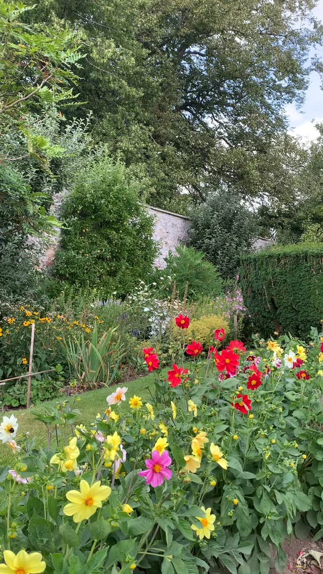 Busy butterfly. The dahlia bed continues to welcome butterfly and bee visitors, and hopefully will continue to do so for many weeks. This variety ‘Dwarf Mixed’ from T&M, a reliable favourite with us.
If you’re interested in finding out more about our garden in South-east Scotland, you might like to read our regular blog. You can find the link in our profile bio or visit www.thescottishcountrygarden.com. Check out our latest post ‘Agapanthus and apples’.
#gardenblog #garden #thescottishcountrygarden #scottishcountrygarden #gardenbloguk #scottishgardenblog #headgardenersblog #countrygardenblog
#gardenblogger #summergarden#scottishgarden #scottishgardener #gardenjournal #scottishgardenjournal #gardendiary #gardenersdiary #oldgarden #walledgarden #oldfashionedgarden #walledgardenblog #gardeninscotland #thegardeninaugust #augustgarden
#gardenwriter #ukgarden #gardensofScotland #gardensofgreatbritain