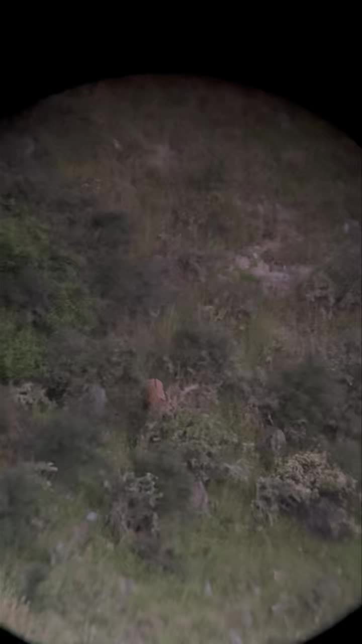 Hunting Dates available 22nd until 28th April for freerange fallow bucks. #outdoors #freerangemeat #southislandhuntingnz #southislandhunting #Hunter #hunt #huntingseason #outdoorslife #fallowdeer #fallowdeerhunting #fallowdeerbuck #fallowdeerrut