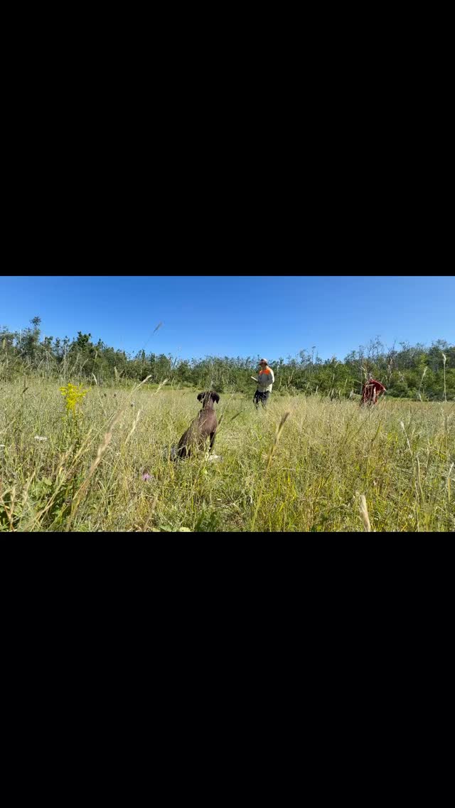 “We don’t just train your gun dog—we train you too.”
From Spaniel puppy to steady-to-flush pro, we build hunting dogs and handlers that work in perfect sync, ready for the field, the trial, and the home.
#TrainTheDogTrainTheHandler
#GunDogTrainingForResults
#HandlerAndDogInSync
#FieldReadyTogether