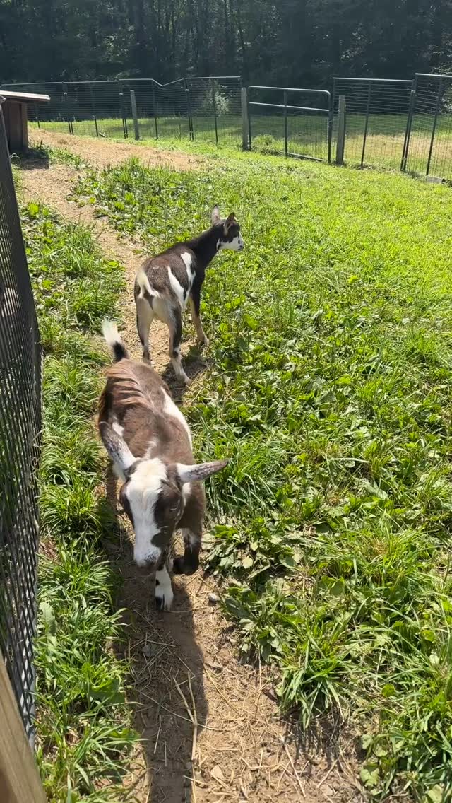NEW KIDS!!!
My children tell me their names will be Billy and Joe… I’m rooting for Donnie, Danny, Jordan, Joe, or (the now farmer friendly) Jon?!
But either way- welcome to the farm kids!
#kids #newkids #nigeriandwarfgoats #newkidsontheblock #newkidsonthefarm #neveradullmoment #farmlife #fromthewoodsfarm
