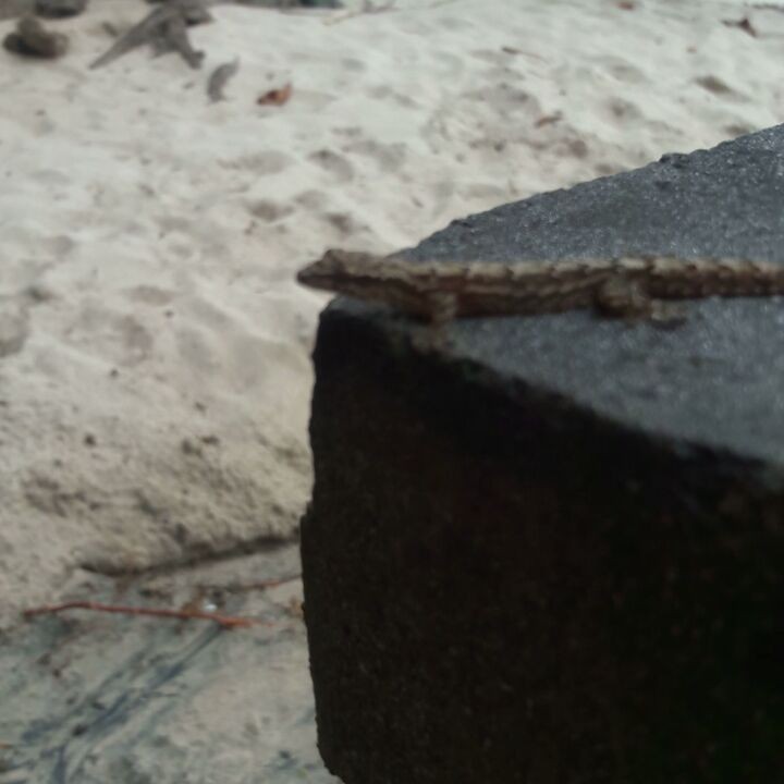 We just want to say Hi to this litlle friend and he takes too much serius hahaha #mangisferacrew just chilling the freeday for surfing