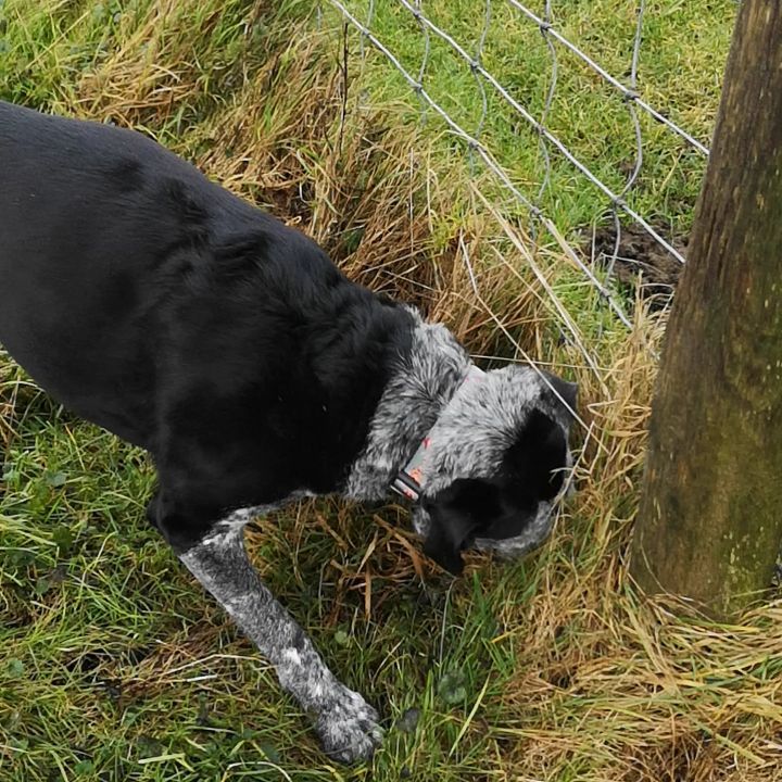 It's a sticking your head in holes and grass kinda day!
It's about quality of the walk rather than distance with this girl ✨👌
Give your dog a range of walks to allow them to explore the environment 😉 scents, substrates and range of visually interesting landscapes all provide enrichment and mental stimulation 😊
#dog #dogbehaviourconsultant
#dogbehaviourist
#clinicalanimalbehaviourist #dogwalk #walkingthedog #3leggeddogs #tripoddog#countryside #southdowns #dogenrichment #dogmentalstimulation #canine #brighton #sussex