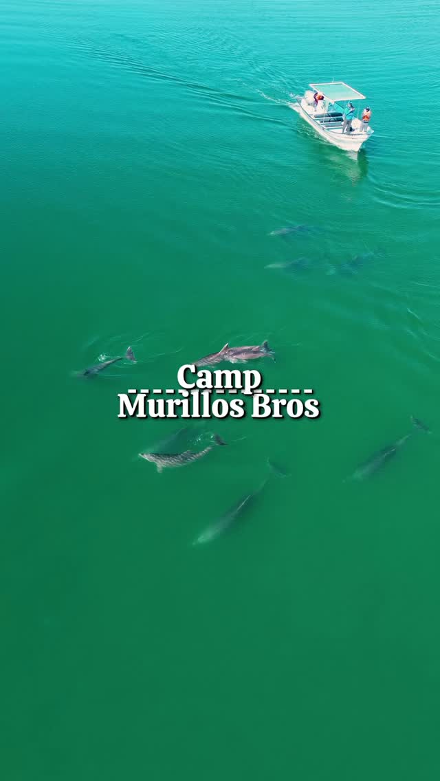 🎥 “Olvida el hotel… aquí duermes con coyotes cantando a lo lejos 🐺🌙
📍 Bahía Magdalena – Murillos Bros Adventours
🏝 Entre dunas doradas y manglares vivos
🐋 Delfines y ballenas pasando frente a tu campamento
🔥 Pescado fresco al fuego
🌅 Amaneceres que te despiertan…
🌇 Atardeceres que te roban el aliento
Esto no es un viaje… ¡es vivir la aventura!”
#MurillosBrosAdventours #MagBay #CampamentoMagBay #TurismoBCS #DunasDeBaja #AmanecerEnElMar #AtardecerMagBay #SafariMarino #VidaSalvaje #TikTokTravel
@dmurgon6
@tico_murillo