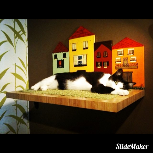 Podo Ürün Yelpazesinden bir seçki... 🌈🍭😻 Her patili dosta göre birşeyler mutlaka var! 💕🐾🐾#podosizvepatilidostlarinizicintasarimlar #pododesignsforpets #podoshop #podo❤️🐈 #podokedievleri #kediaşkı #kedi🐱 #kedievi #kediyuvası #kedisevgisi #kedievleri #kedievleriprojesi #patilidostlar #designingforanimals 👉🏻shop.podo.com.tr