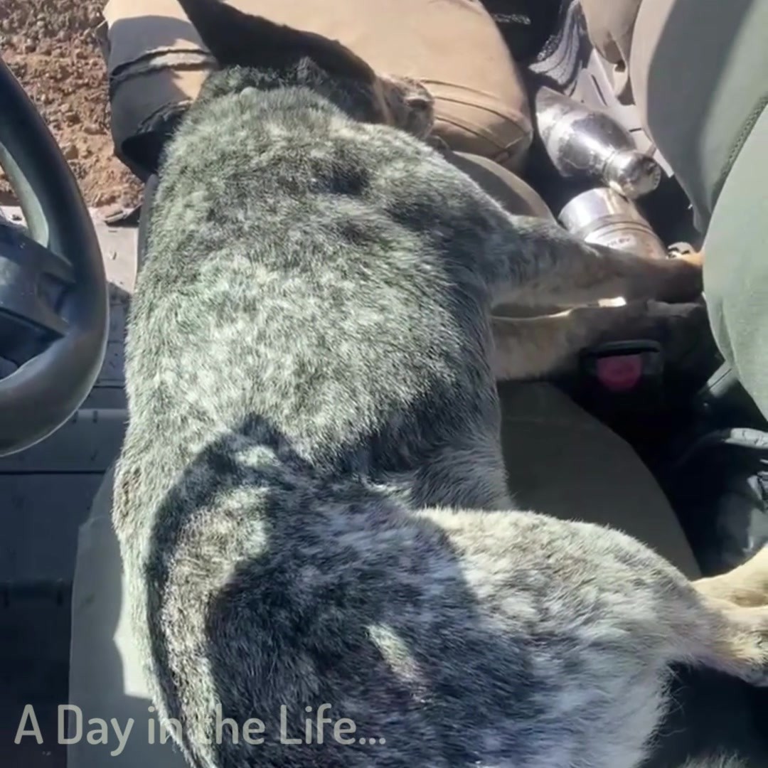 No day is ever the same and farmers wear many hats – from primary producers to environmentalists, business men and women, to a day on the tractor. We are bringing you stories from across Australia to share “A Day in the Life” of our Aussie farmers. #thankful4farmers
@chefmattmoran
@charliearnott1
@deliciousaustralia
@chief.nutrition
@phoebe_norman
@redtractorfoods
@newgapyear
@stephtrethewey
@catherinevelisha
@lachyfeggans
@lucianomesiti