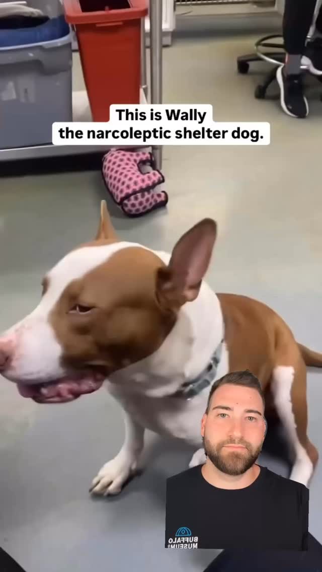 Meet Wally, the narcoleptic dog (and me, the narcoleptic neuroscientist)
Narcolepsy is a sleep disorder that affects about 1 in every 2,000 people. If you think you might have it (extremely tired all the time, fall asleep quickly and often uncontrollably) see a sleep specialist for a sleep & nap study. It may change your life.
#sleep #narcolepsy #dogs #science #neuroscience #research