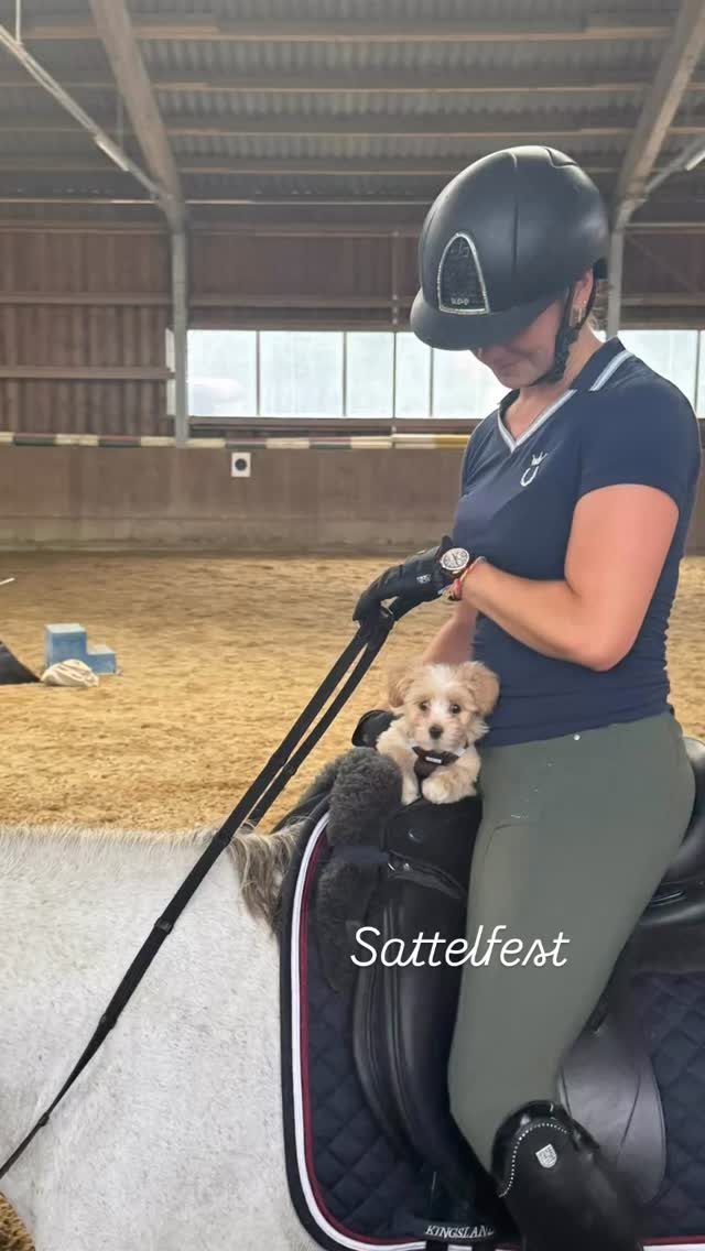 #foryoupage #havaneser #aufdemrückenderpferdeliegtdasglückdiesererde #zucht #niedersachsen #fluffy #puppylove