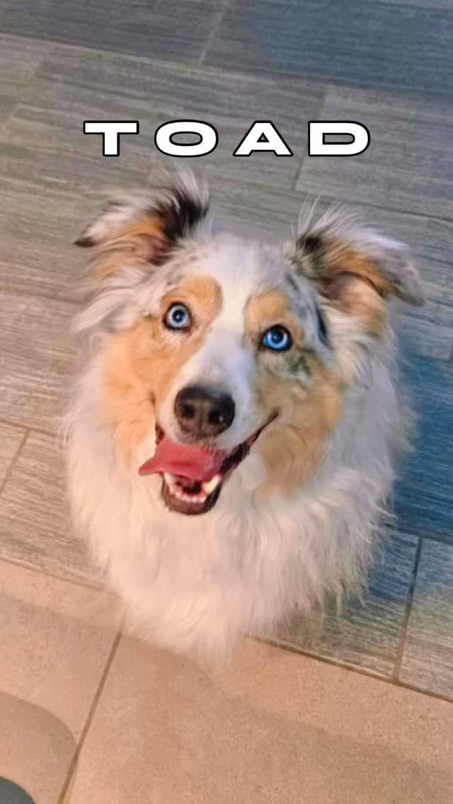 Hey there Toad 👋🏼
Wanted to share some fluff for your timeline today! Meet this handsome guy Todoroki aka Toad! He’s just the perfect combo of hair blowing in the wind, fun energy & mesmerizing eyes! Thank you to @ereid14 for referring @alyssab_r & her sweet boy! 💙
Looking forward to more good times boarding & keeping up on his training.
#abetterpetdogtraining #dogsoflasvegas #dogreels #lasvegasdogtrainer #vegasdogs #fluffydogsofinstagram #dogboardinglife #explore #mustlovedogs #toadthewetsprocket #lasvegasdogtraining #lasvegasdogs #doglife