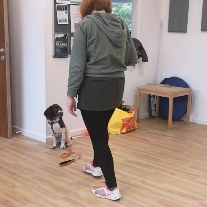 The brilliant Jasper showing off his sit, stay, recall and hand target 😍
#puppyclassbrighton #puppiesofig#puppybehaviour #brightonpuppy #dogbehaviouristlife #puppylove #puppyfun #puppybehaviour