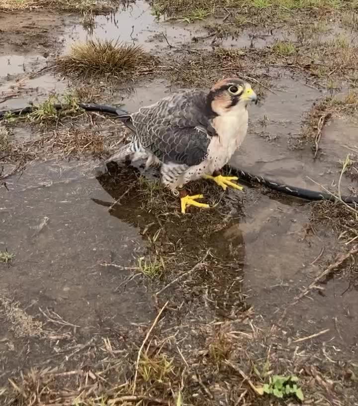 Aaah sprinklers!!! #sophiethelannerfalcon #spaday