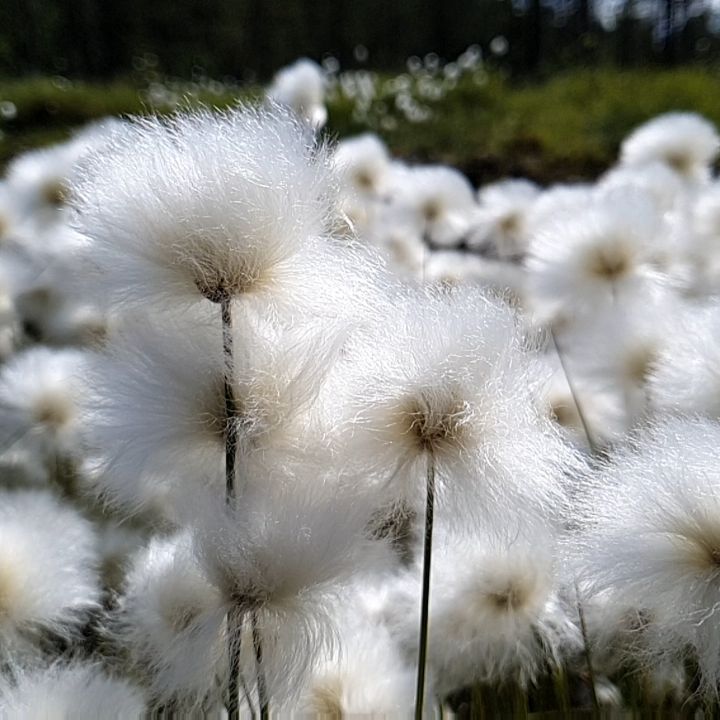 Enjoy #midsummer and #summersolstice! When the sun does not set at all and everything blooms and grows 24/7. People here in the north sleep hardly at all and roam in the woods or row on the lakes day and night. We'll, not at night, because there's no night 🌞.
Last day was the longest day of the year on northern hemisphere. So of course we went for a nightless night walk on the fells and had a toast for summer. We started at 10pm and came back about 3am. Now it feels like a nap (11am). My inner clock seems to be a mess because of all this light. Enjoy every moment 🌼
#finnishnature #finnishsummernight #laplandexperience #lapland #summersolstice