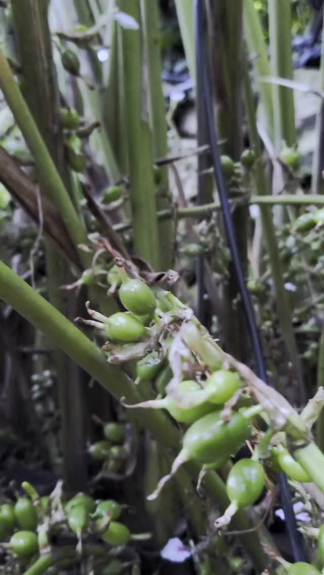 Fresh cardamom
#cardamom #spice #market #freah #naturelovers #kerala #onlineshop #onlineseller #idukki #kerala #uk #usa #export #cardamom #allspice #love