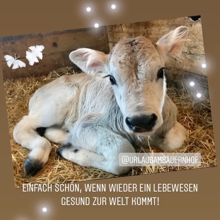 Kalbin Heidi hat ein gesundes Kälbchen namens Hanna geboren. Gerade in schwierigen Zeiten ist ein neues Leben am Hof ein berührendes Glück 🍀 #hintergrabenbauer #urlaubambauernhof🇦🇹