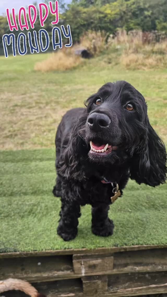 Happy Monday from us and the Pups. Smiles all around. #doggydaycareuk #cutedogs #itsadogslife #castledonington #pawsomedays #doggydaycare
