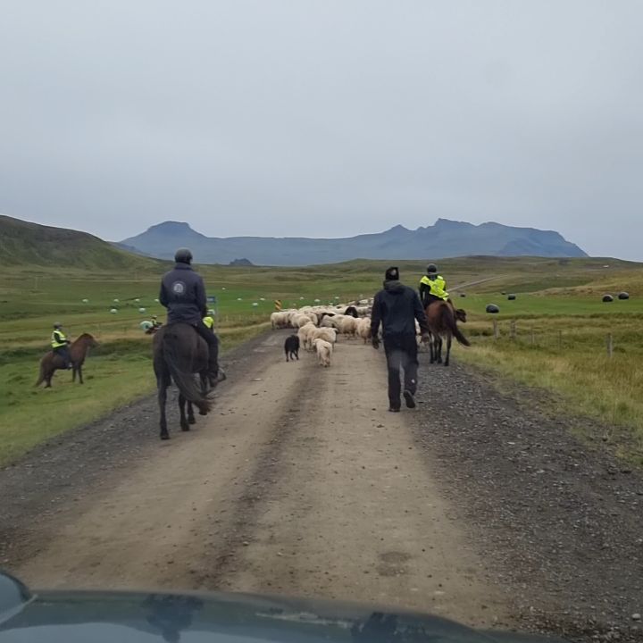 Réttir – the annual sheep round-up!
During the month of September both Icelanders and fair number of tourists head-off to the countryside to take part in Réttir - the annual sheep round-up. This activity is one of the country’s oldest cultural traditions where Icelandic sheep farmers invite family, friends and anyone who’s interested, to help out with rounding –up the sheep from their summer grazing period in the mountains and valleys.
#dmc #incentive #iceland