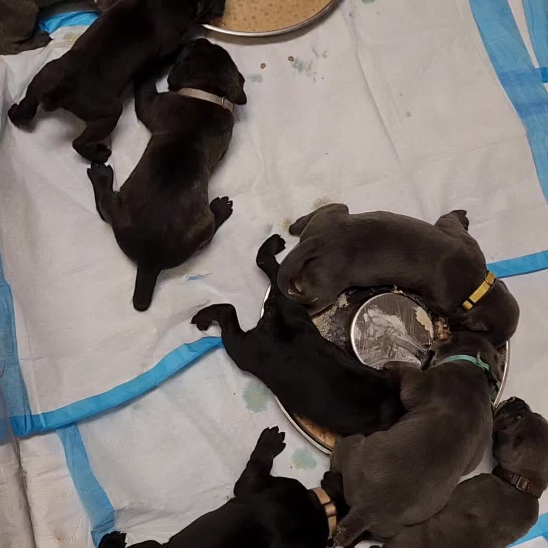 Learning to eat...
#canecorso #canecorsoofinstagram #canecorsofans #canecorsolife #canecorsolover #canecorsopuppy #canecorsoloversofinstagram #canecorsoitaliano #canecorsokennel #availablepuppies #canecorsopuppies #dogsofinstagram #rehoming #doglife #akcgrandchampion #dogoftheday #doggo #doggram #doggyeyes #cuteanimals #cutedogs #dogloversofinstagram #dogkennel #dogbreeder #akcshowdog #akcchampion #AKCshow #AKC