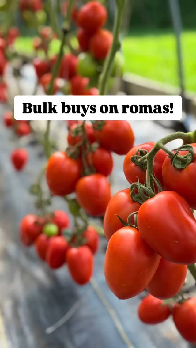Available THIS weekend!
Please order ahead for pick up on Sunday or Monday.
DM or call the farm.
$2/lb. when you order 15 lb. or more!
:
#salsa #sauce #eatfresh #gazpacho #longviewfarmstand