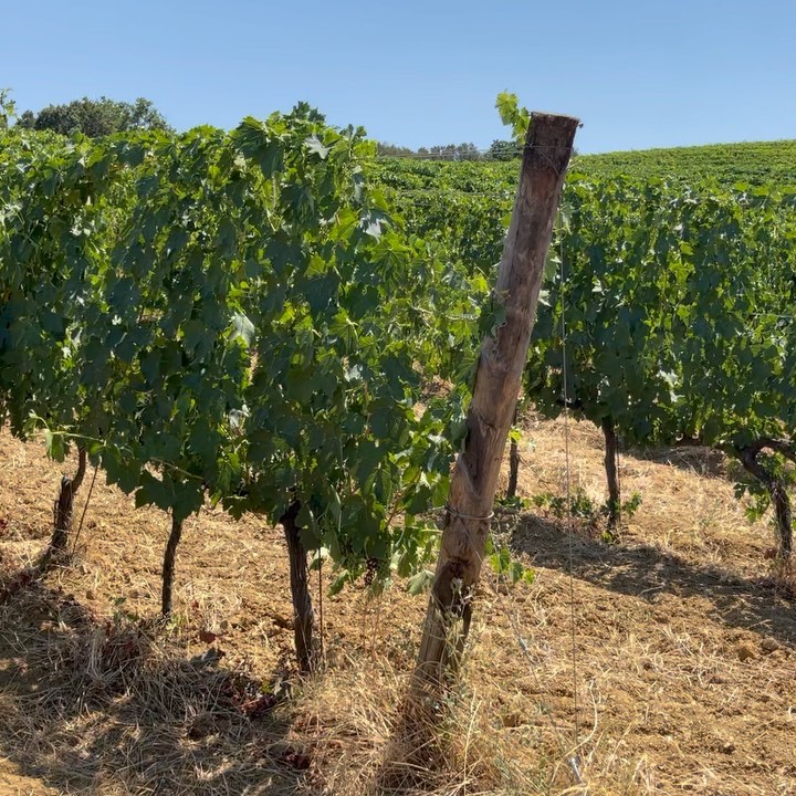 🌡 Nonostante le temperature, che spesso superano i 35 gradi, questo Sangiovese sta reggendo bene, un ottimo testimone del nostro ProTech.