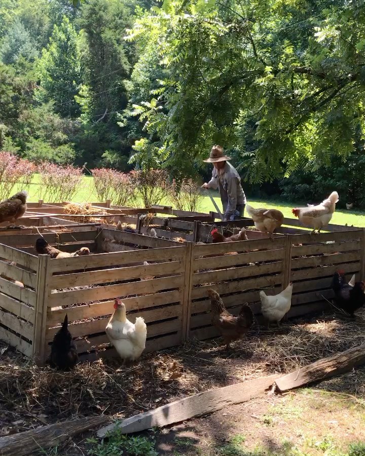 It’s all about teamwork! 🐓♻️💪
#compost #zerowaste #chickens