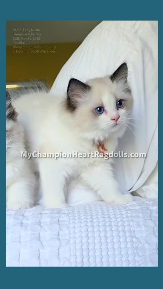 🚫No longer Available 🚫
Lady Nuala is at the sweet spot for adventurous, curiosity, playful, and calm demeanor. She was the first to make a leap for the floor, brave little Layta Hall. However she also doesn't like to wonder off where she cant see her siblings and have her regrets. She seems to have a nice balance, keep in mind personality are continuously developing. Their families, environment, and how they are develop as individuals molds their personality.
Will be posting videos, follow to keep track ☺️🙏 Share with anyone who loves The Sandman and loves kittens!
FEMALE SEAL BICOLOR
Born May 30th, 2025
Parents:
MyChampionHeart Dumpling
CH. DiamondDolls Alexander
Litter currently taking deposit to join waitlist. 6 kittens in the litter. No more than 6 spots will be accepted. Limited spots open. Reserve before all fill up.
⭐️Fill out questionnaire, email complete form to MyChampionHeartRagdolls@gmail.com
#ladynualakitten #MyChampionHeart #MyChampionHeartragdolls #sealbicolorragdollkitten #thesandmankittens #2025ragdollkittens