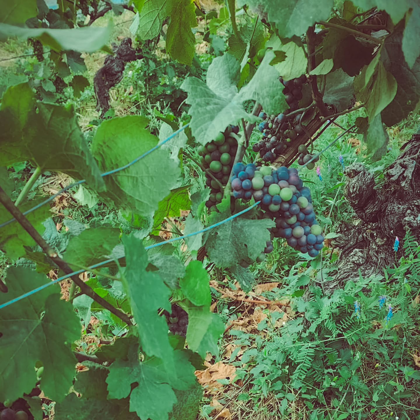 Der Farbumschlag hat begonnen – besonders schön zu sehen an unseren Pinot-Trauben. Von zartem Grün zu tiefem Rot, Schritt für Schritt kündigt sich die Traubenernte 2025 an.
Ein magischer Moment im Jahr, der zeigt: Es dauert nicht mehr lange, bis wir die Früchte unserer Arbeit in den Händen halten.
#brandeija #weinbau #pinotnoir #farbumschlag #walliserwein #weinjahr2025 #rebenliebe
