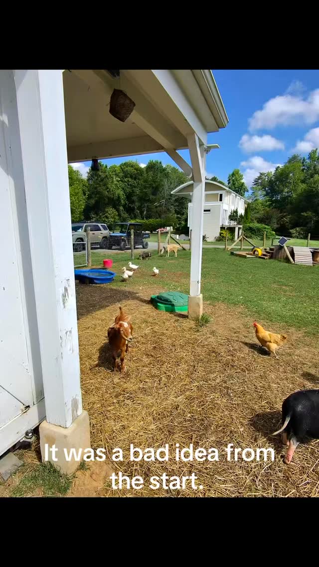 Presenting, The Larry’s. Also known as the D.A.D’s (dumb-ass-ducks). The most unpleasant residents at Stella’s Rescue. Don’t get me wrong, I would fist fight a coyote for them- but no one would cry if they migrated 🥹❤️😂 #dgafduck #DAD #duck #rescue #farmlife #luckyduck #StellasRescue #adoptdontshop