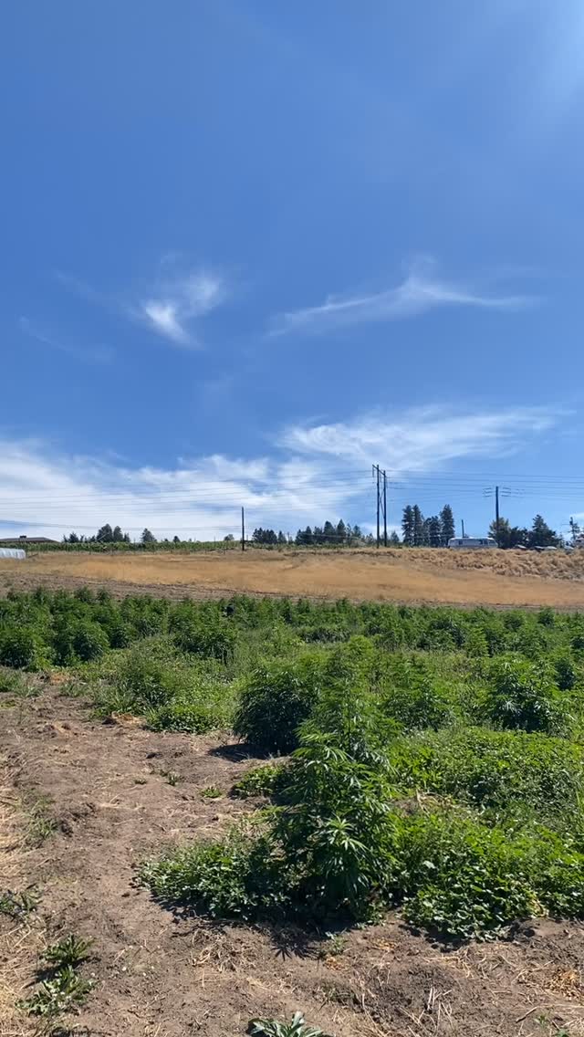 Each year we continue our regenerative practices to build soil health and sustain our plants. Sun, organic soil, compost tea using organic chicken manure, kelp, worm castings and a whole lotta love. This year, we added blood meal and bone meal to help with nitrogen in early plant development and bat guano to the line up to help with flowering. Bat guano is rich in phosphorus, together with kelp that’s rich in potassium these two together build bigger flowers, organically. Excited to see the results in our flower production this year!
