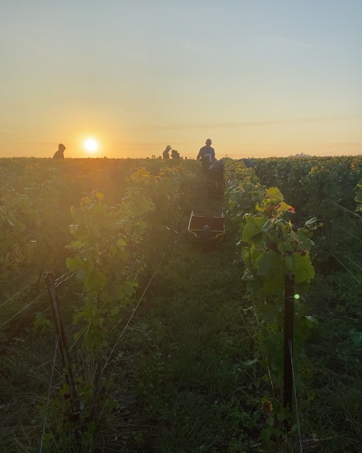 🍇Vendanges 2021 // Harvest 2021 🍇
#champagne #champagnegrandcru #maillychampagne #vendanges2021 #harvest2021 #morningsun